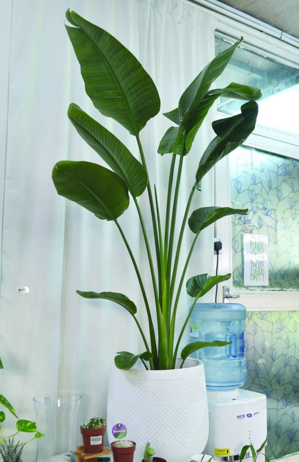 PICTURE: Shaji Kayamkulam