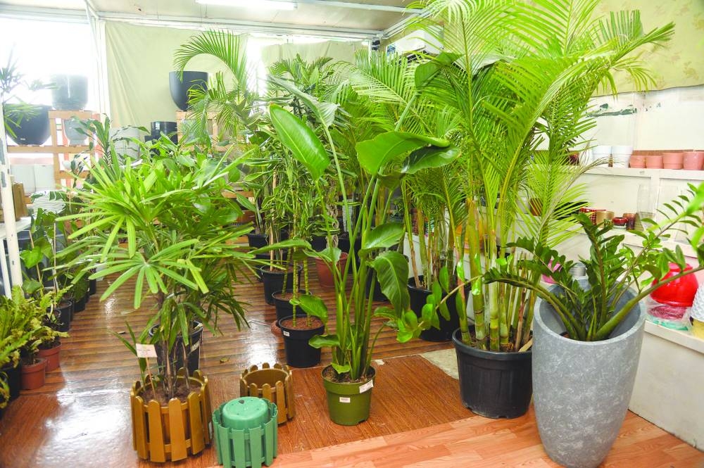 PICTURE: Shaji Kayamkulam