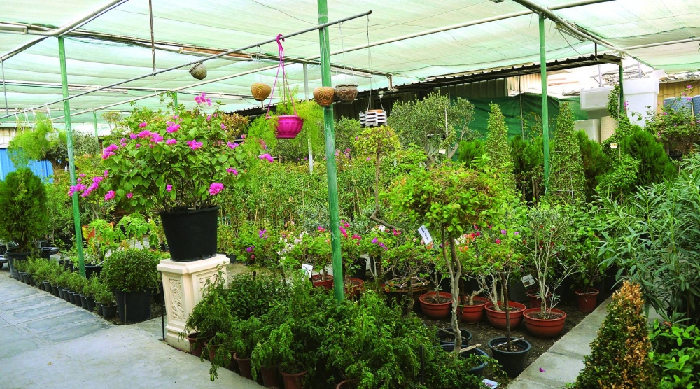 PICTURE: Shaji Kayamkulam