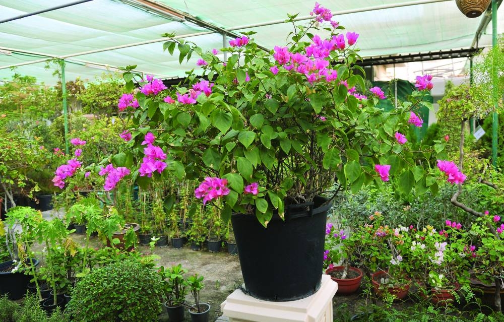 PICTURE: Shaji Kayamkulam