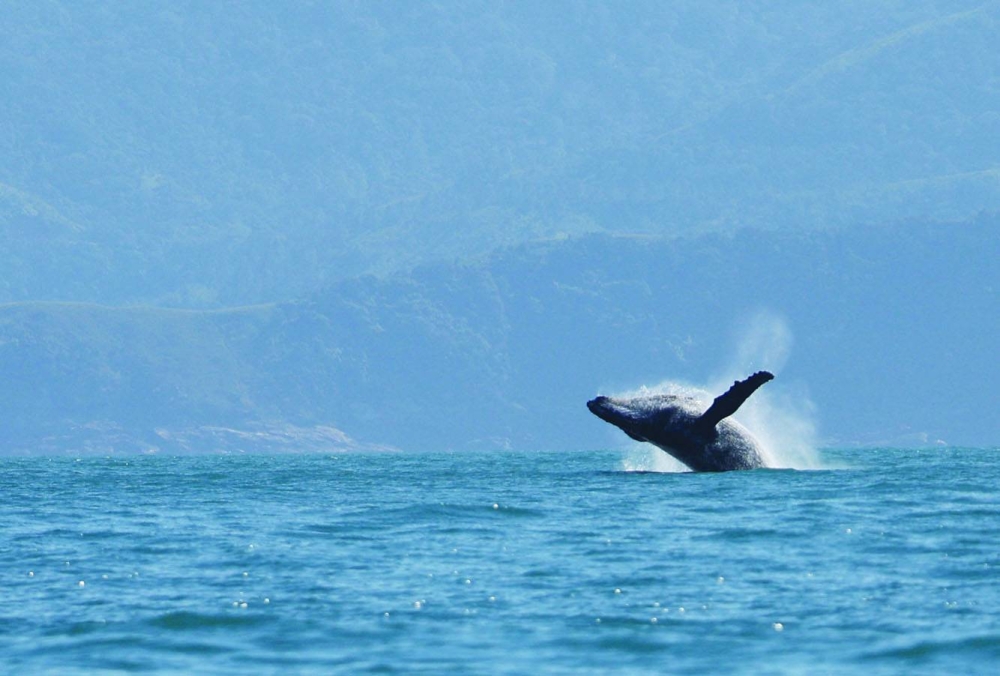 
A humpback whale breaches off in the coast of Ilhabela in Sao Paulo, Brazil. 