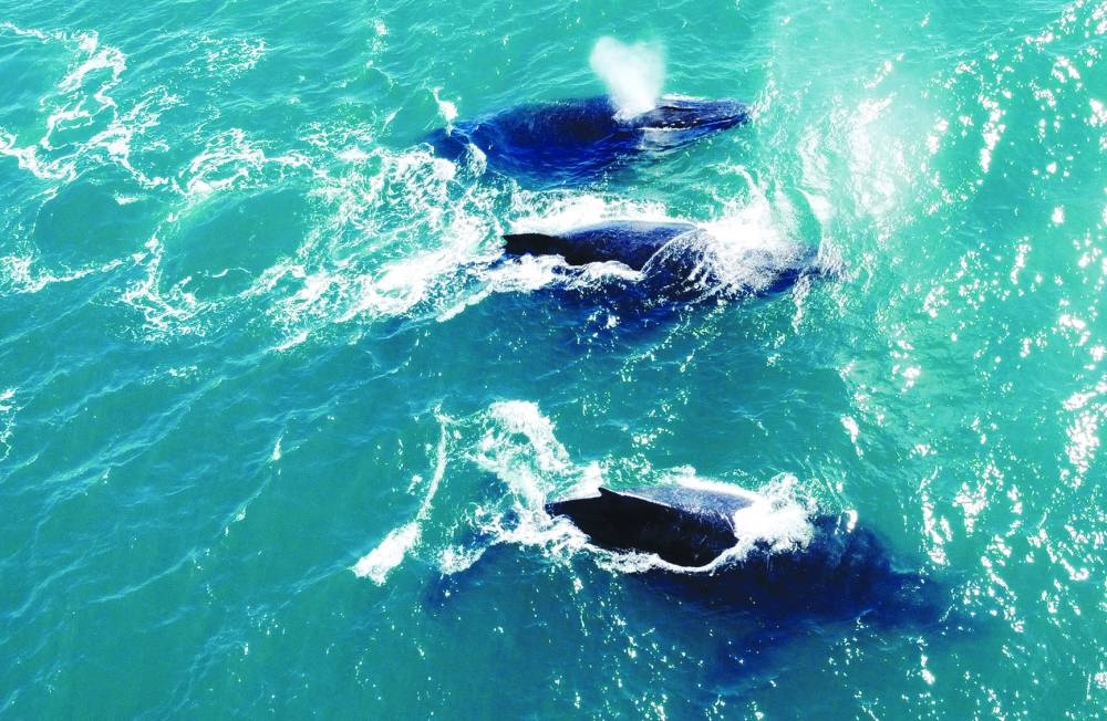 
Humpback whales swim at the coast of Ilhabela in Sao Paulo, Brazil. 