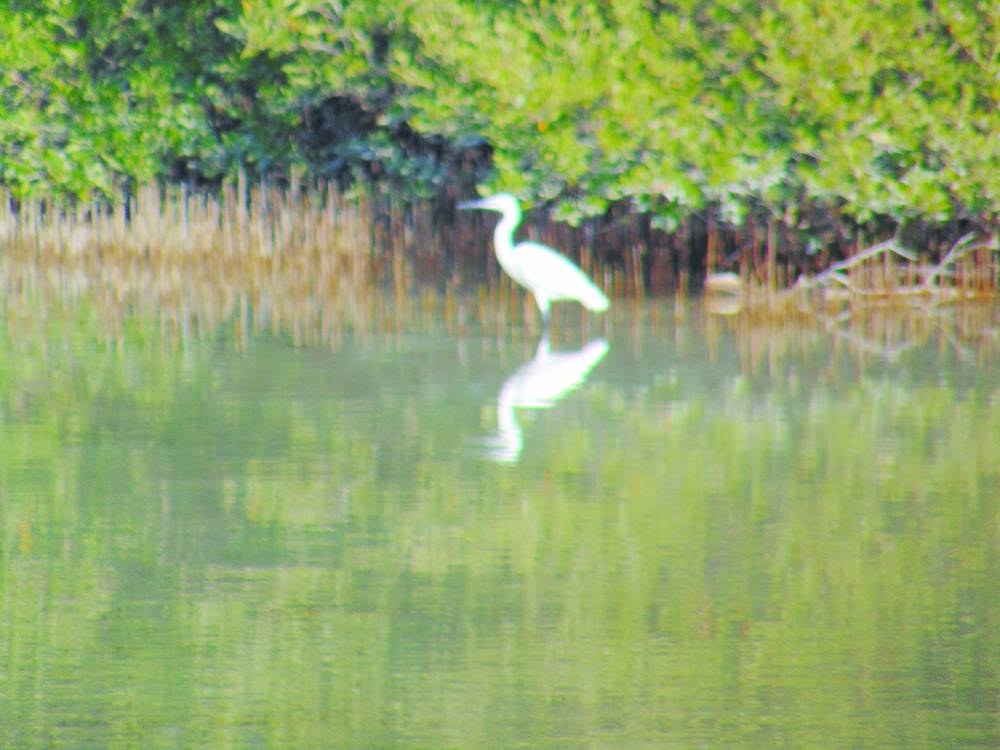 PICTURES: Ayman Adly