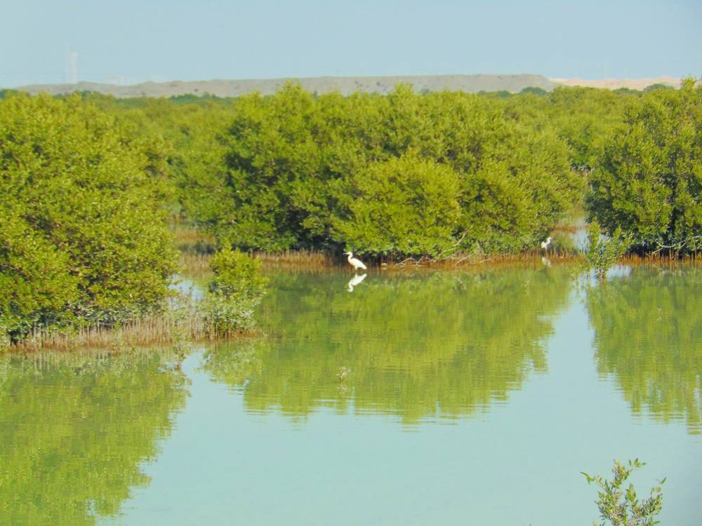 PICTURES: Ayman Adly