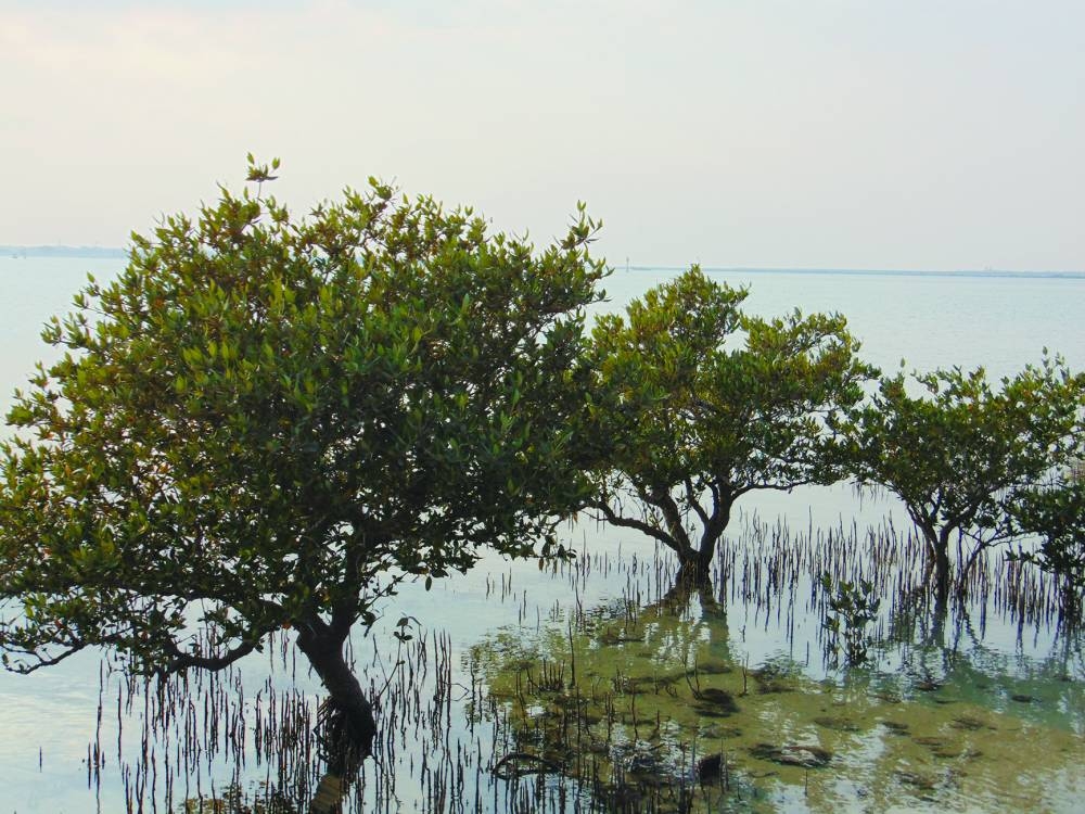 PICTURES: Ayman Adly