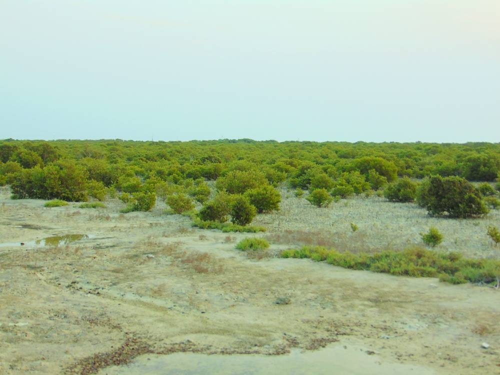 PICTURES: Ayman Adly