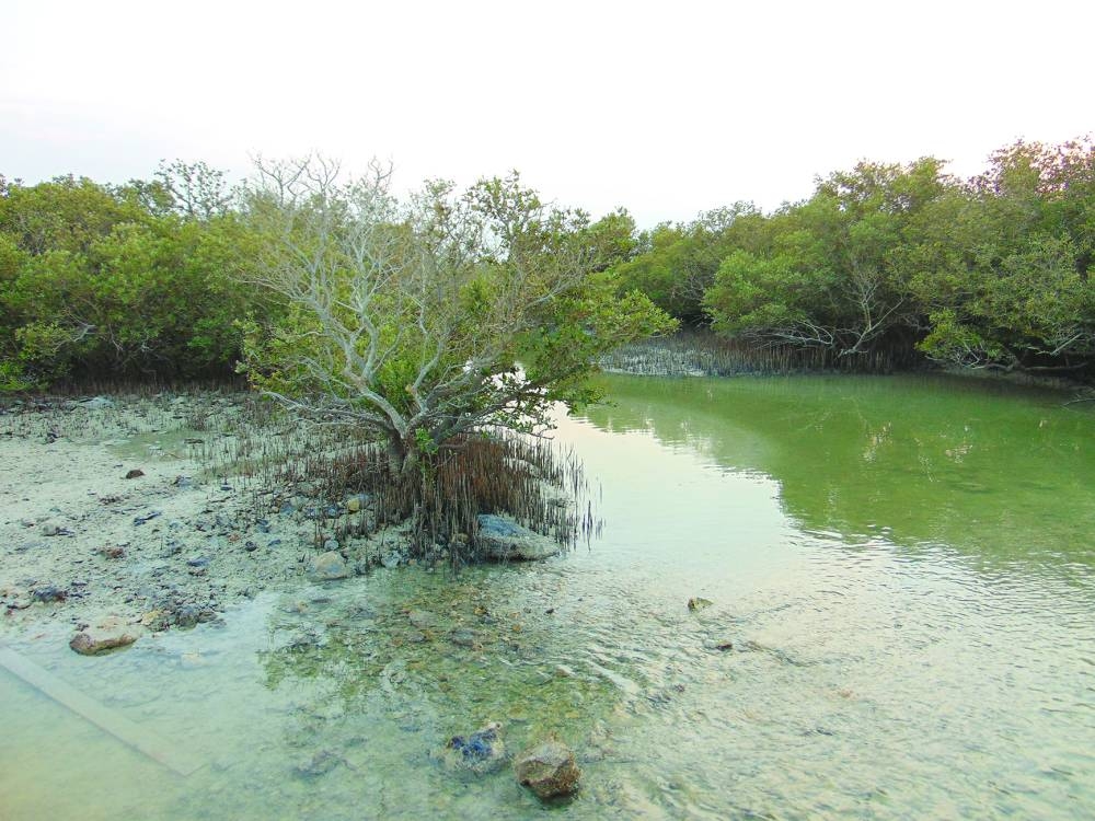 PICTURES: Ayman Adly