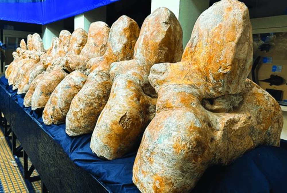 
Vertebrae of the Perucetus colossus. 