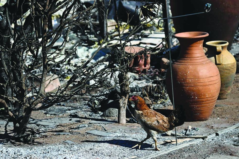 
A chicken is seen amidst the ashes of a home in the aftermath of a wildfire in Lahaina, western Maui. 
