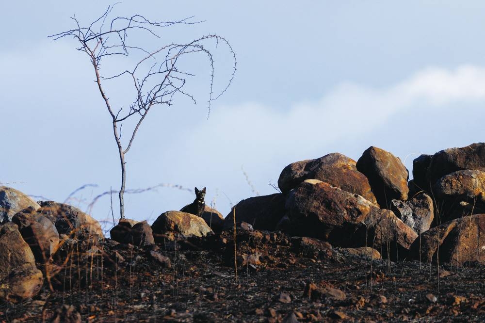 
A cat looks out from a burned open field in south Maui. 