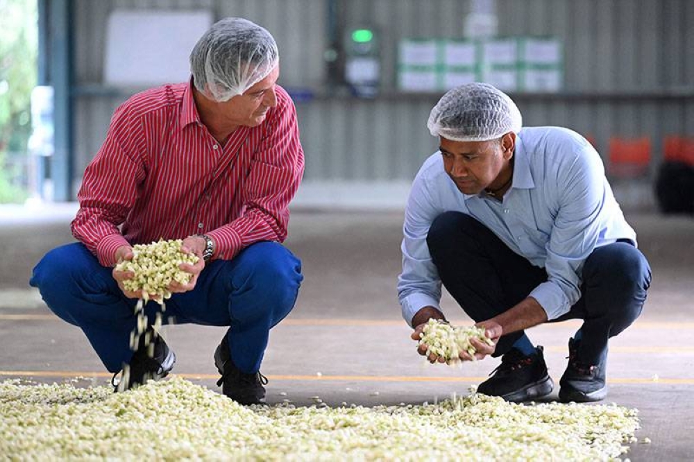 In this picture taken on June 26, 2023, Thierry Wasser (left), a perfumer at French beauty house Guerlain and Raja Palaniswamy, a director at the Jasmine Concrete Exports Private Limited, examine Jasmine flowers at the factory in Dindigul.  (AFP) 