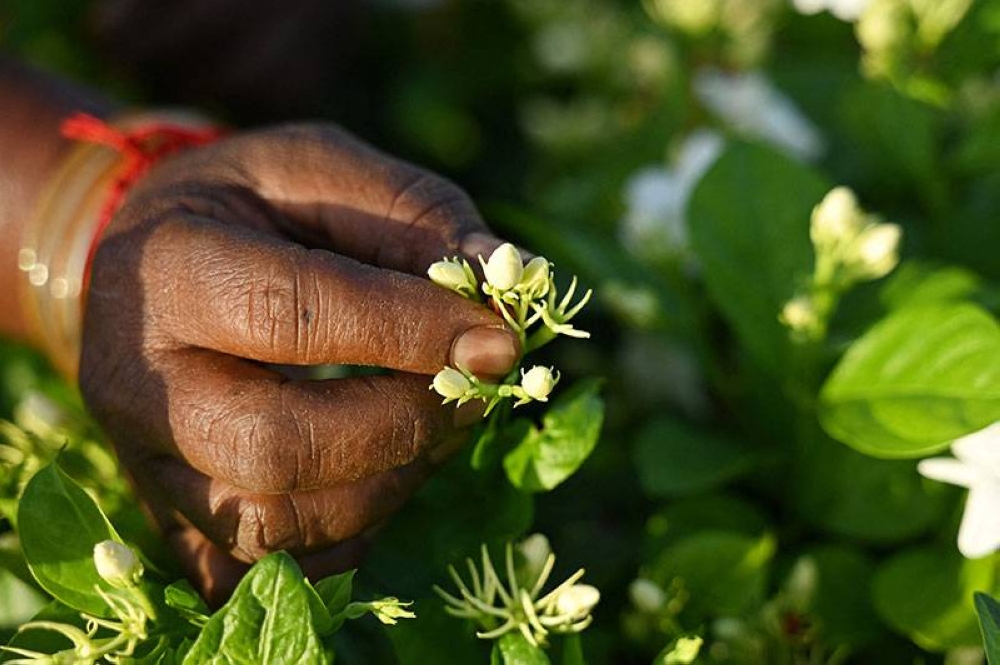 (File photo) A farmer harvests jasmine flowers in a farmland on the outskirts of Madurai. Jasmine's fragrant flowers have been used for the valuable scent is now being snapped up as an essential ingredient for global perfumes. (AFP)