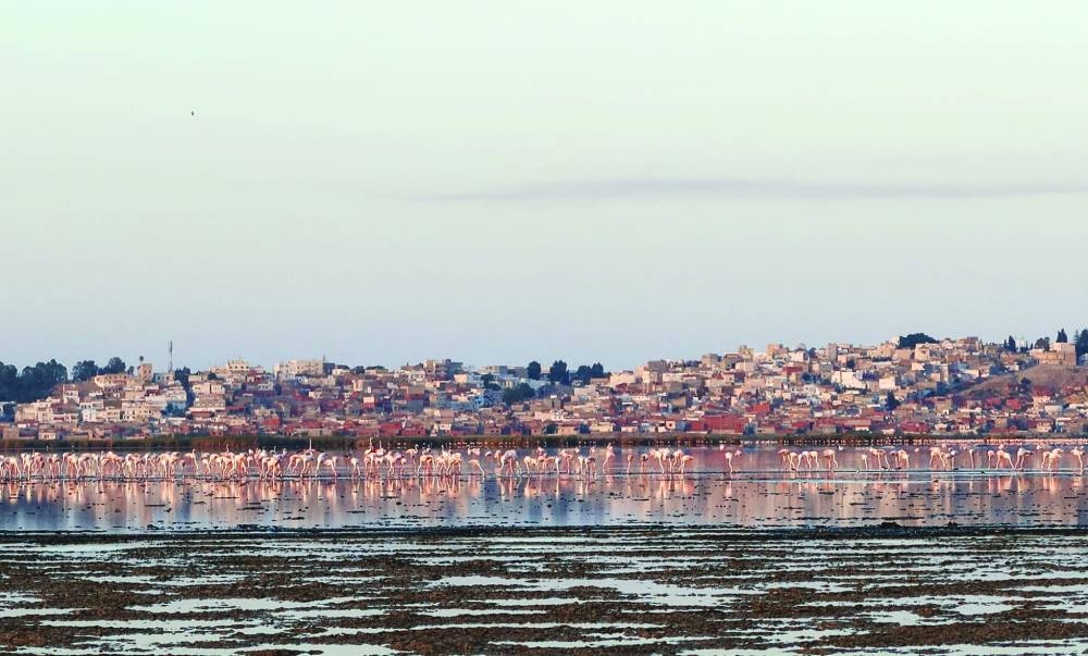 Flamingos are seen on the almost dried-out Sijoumi lagoon in Tunisia.  