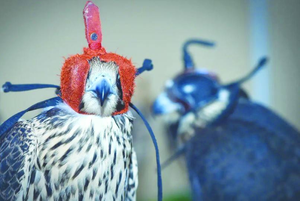 S'hail – Katara International Hunting and Falconry Exhibition at Katara.