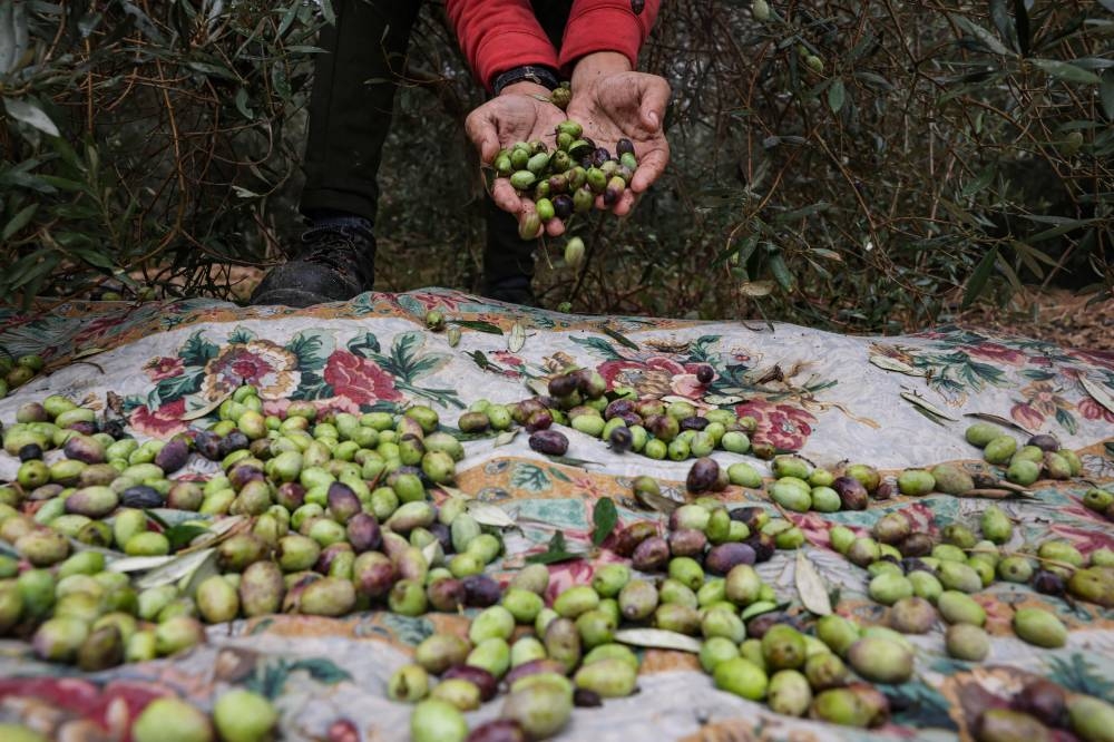 A Palestinian picks up olives from a tree in Juhr al-Dik in the central Gaza Strip on Monday, on the fourth day of a truce in fighting between Israel and Hamas.  AFP