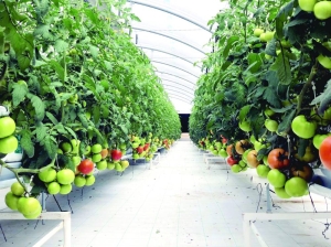 Qatar records highest increase in domestic food production in GCC since 2016: Alpen Capital - Vimarsana News