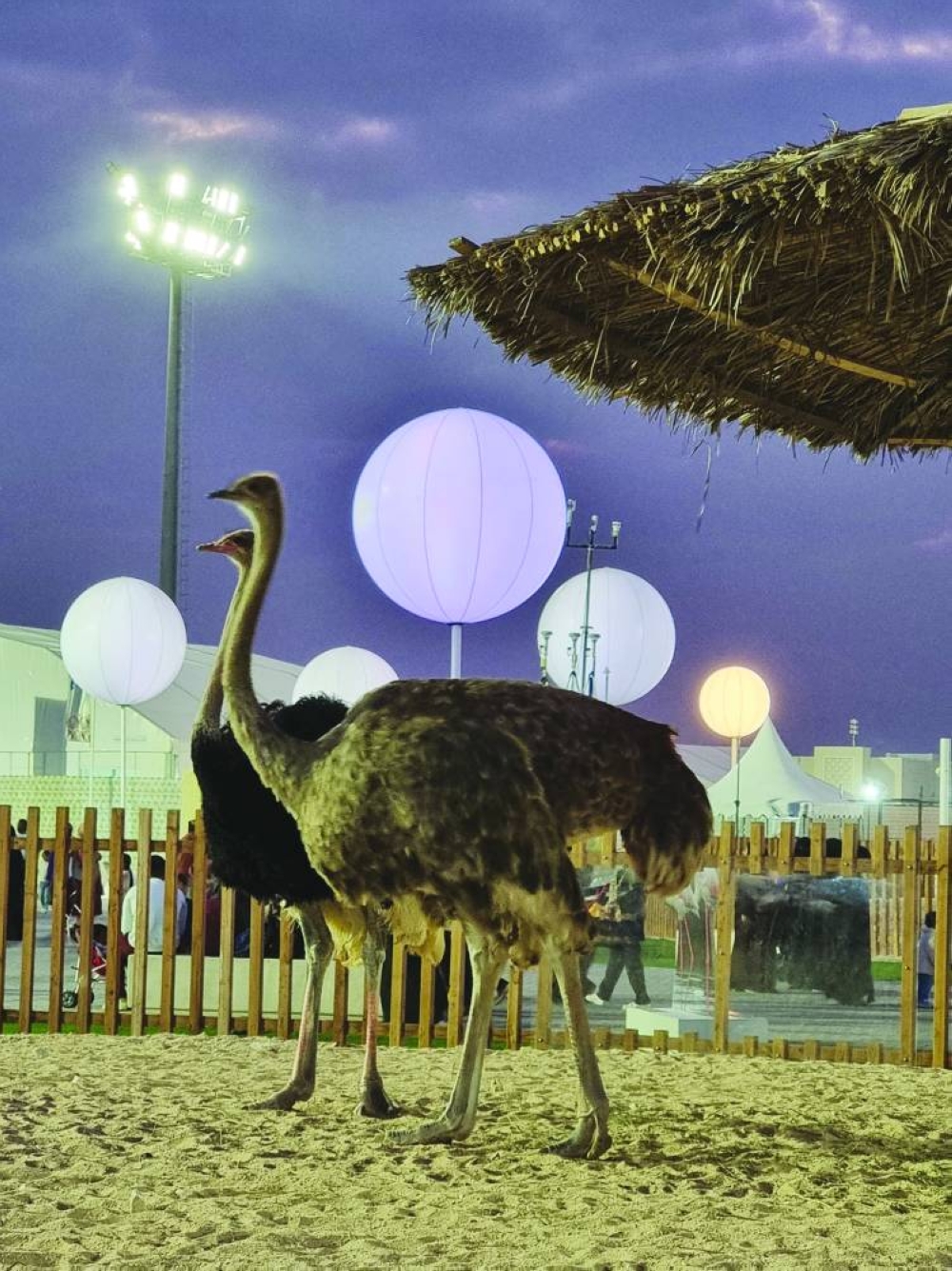 PICTURE: Joey Aguilar