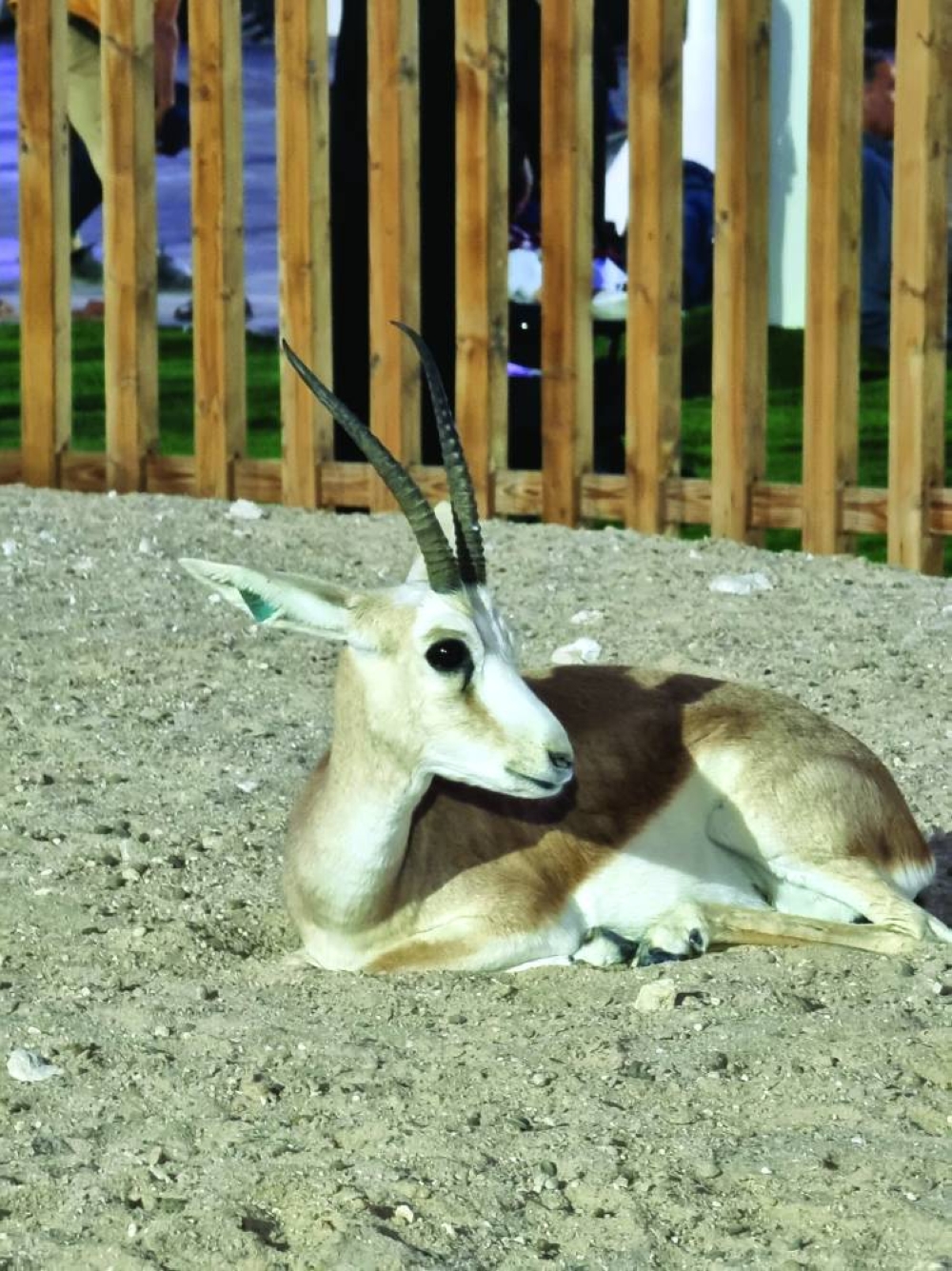 PICTURE: Joey Aguilar