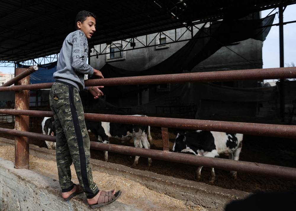 A youth stands at a cattle enclosure as Palestinians prepare to slaughter calves amid an animal import ban and food shortages, in Rafah in the southern Gaza Strip, on Saturday. REUTERS