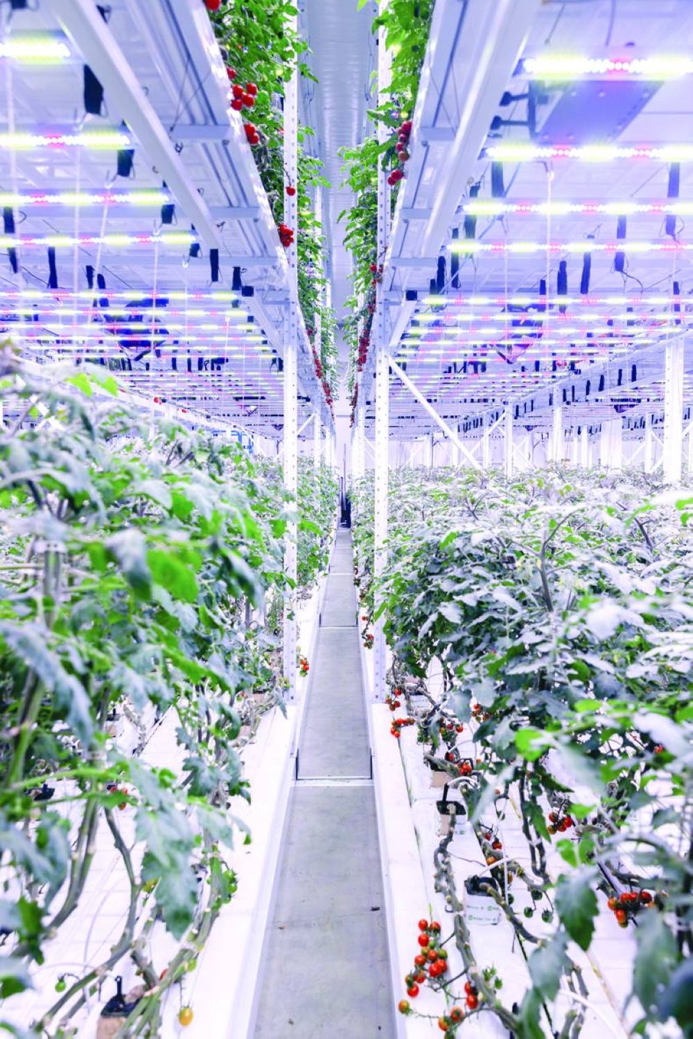 Safwa uses cutting-edge technology to grow fresh produce.