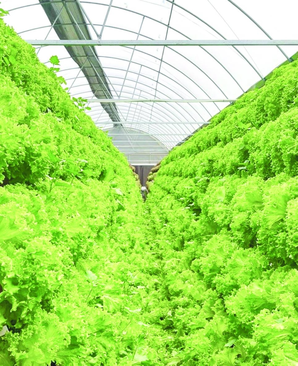 Wahat Al-Shafalahia farm symbolises a commitment to sustainable and innovative farming practices.