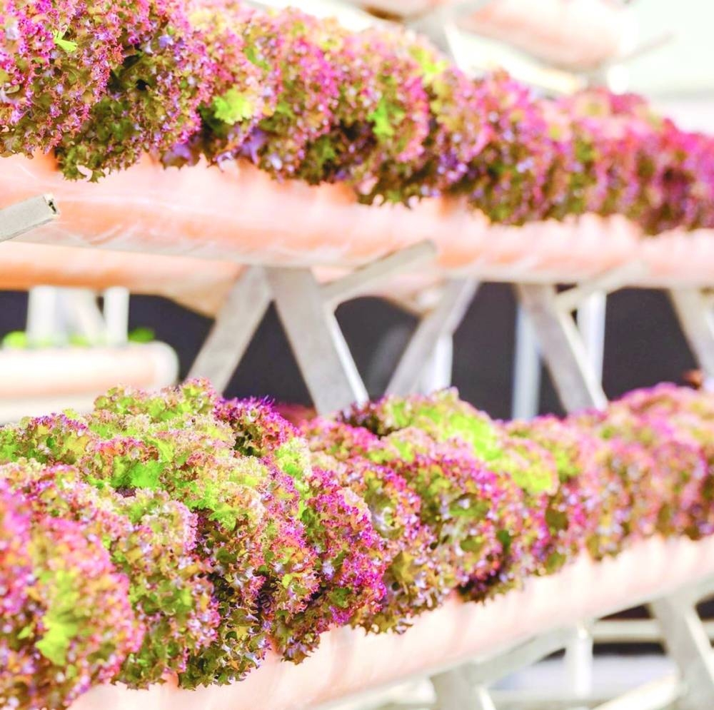 The farm produces a wide array of lettuce variants, thanks to Safwa’s continuous research and development.