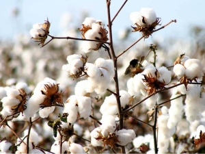 Chinas cotton production volume decreases during 2023 - Vimarsana News