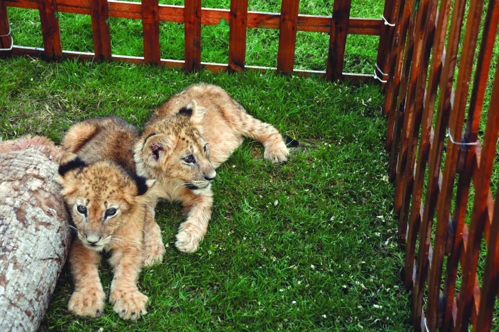  PICTURE: Shemeer Rasheed 