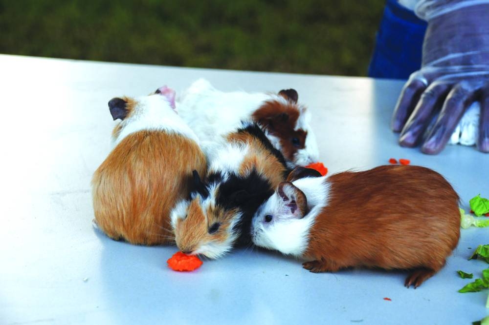  PICTURE: Shemeer Rasheed 