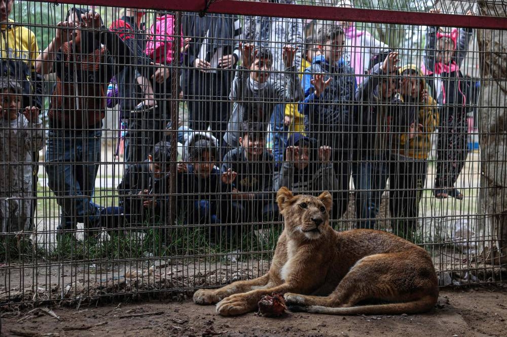 A lion is seen in their cage at the zoo in Rafah in the southern Gaza Strip on Tuesday. AFP