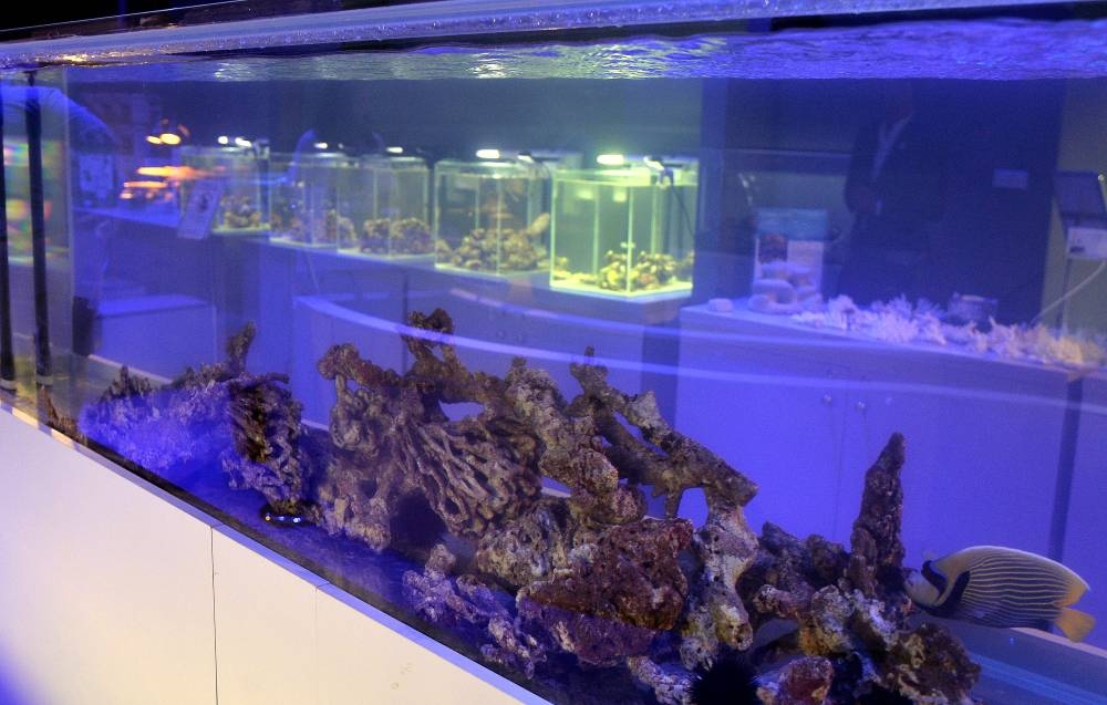 PICTURE: Shaji Kayamkulam