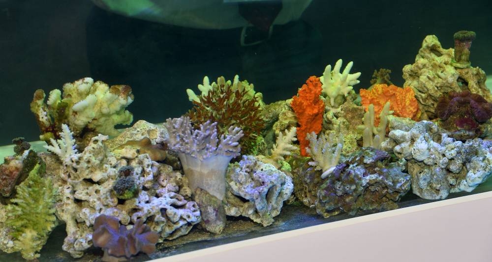 PICTURE: Shaji Kayamkulam