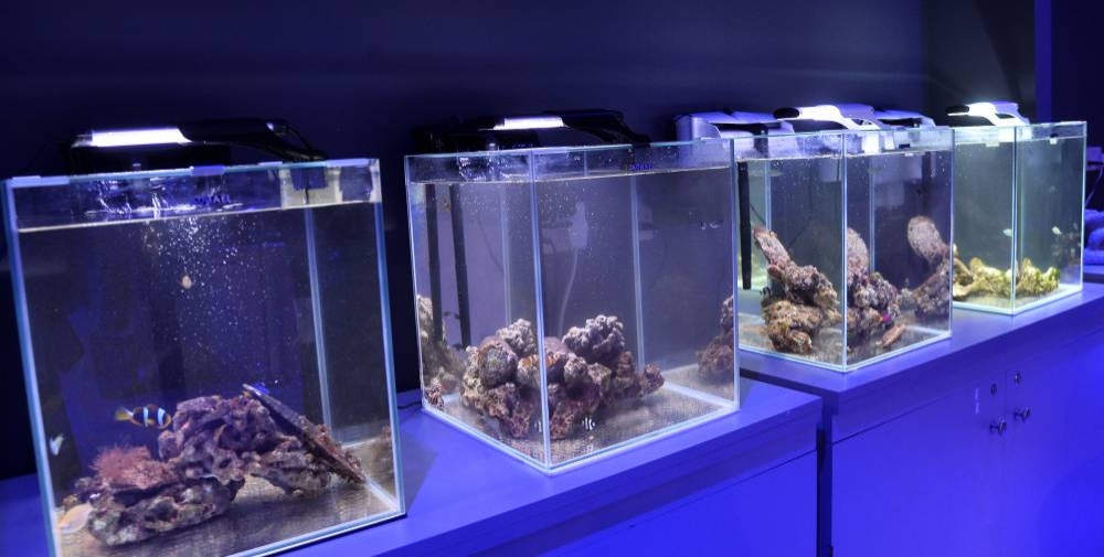 PICTURE: Shaji Kayamkulam