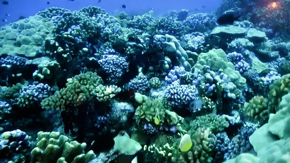 PICTURE: Shaji Kayamkulam