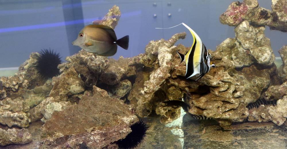 PICTURE: Shaji Kayamkulam