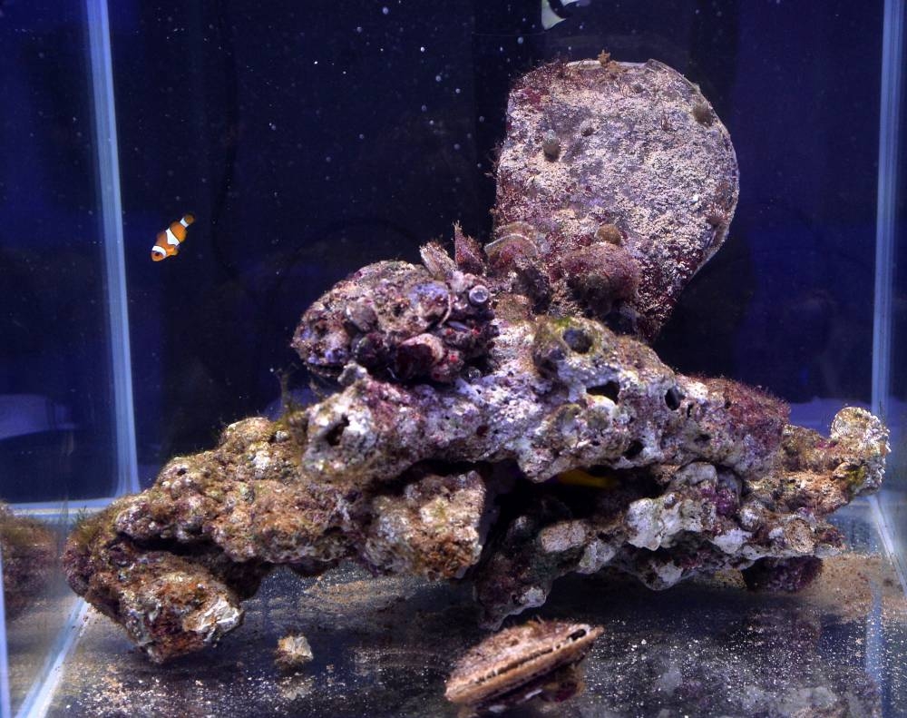 PICTURE: Shaji Kayamkulam