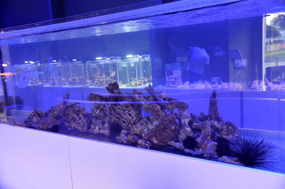 PICTURE: Shaji Kayamkulam