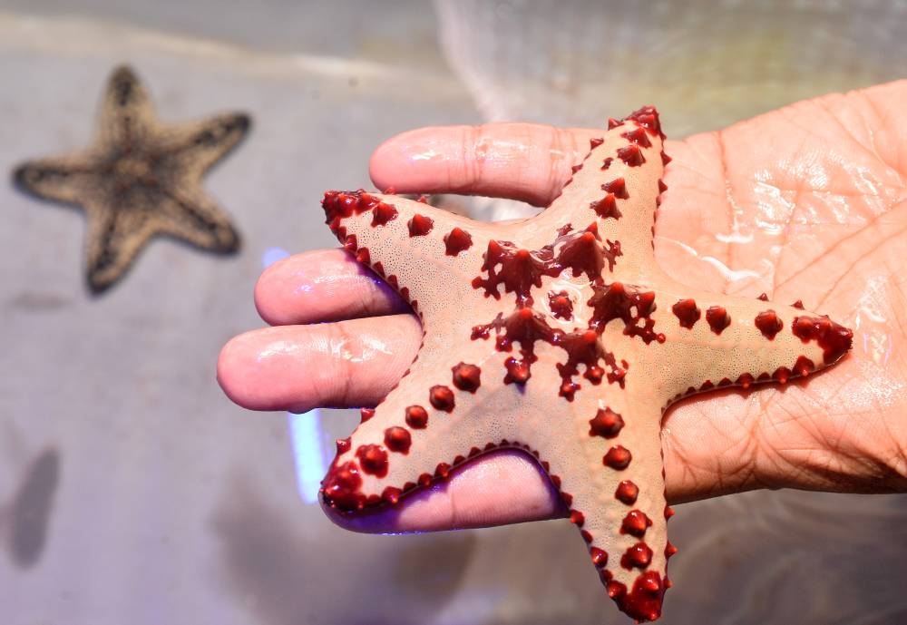 PICTURE: Shaji Kayamkulam