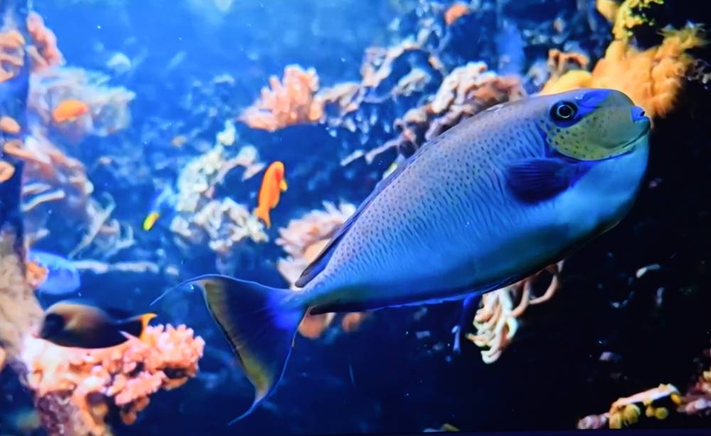 PICTURE: Shaji Kayamkulam