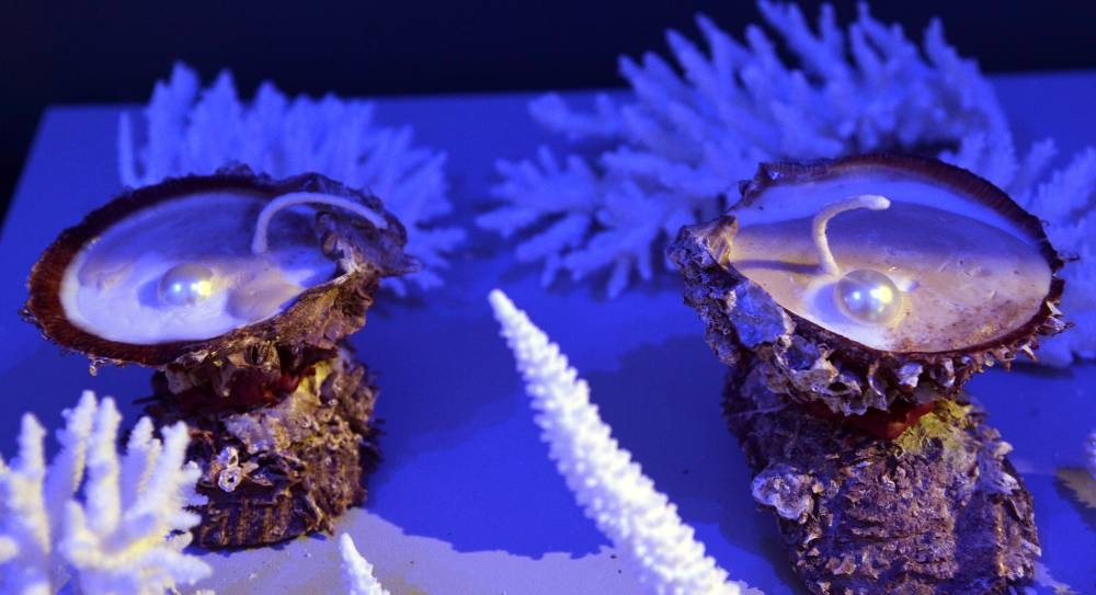 PICTURE: Shaji Kayamkulam