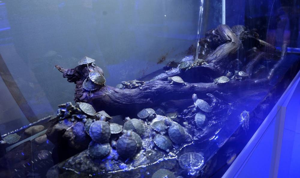 PICTURE: Shaji Kayamkulam