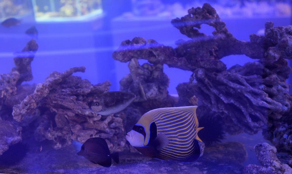 PICTURE: Shaji Kayamkulam