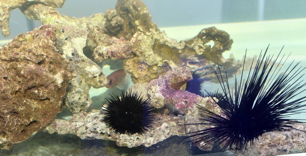 PICTURE: Shaji Kayamkulam