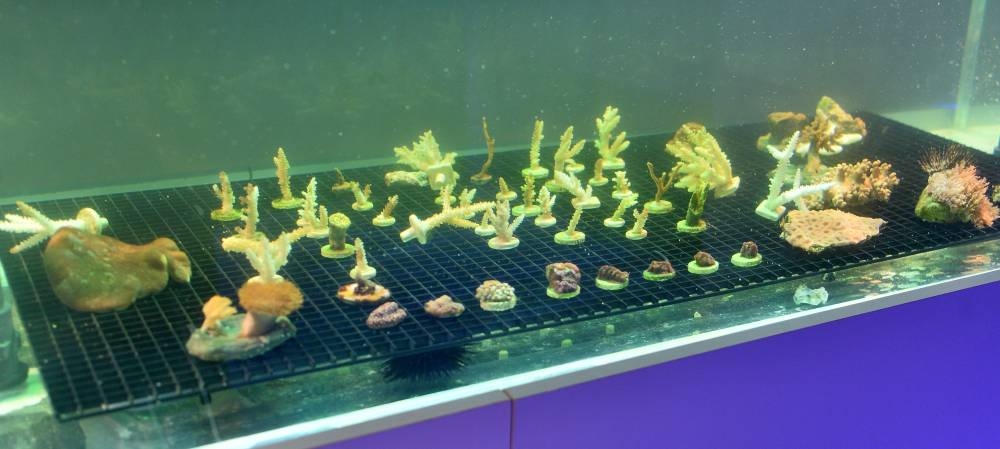 PICTURE: Shaji Kayamkulam