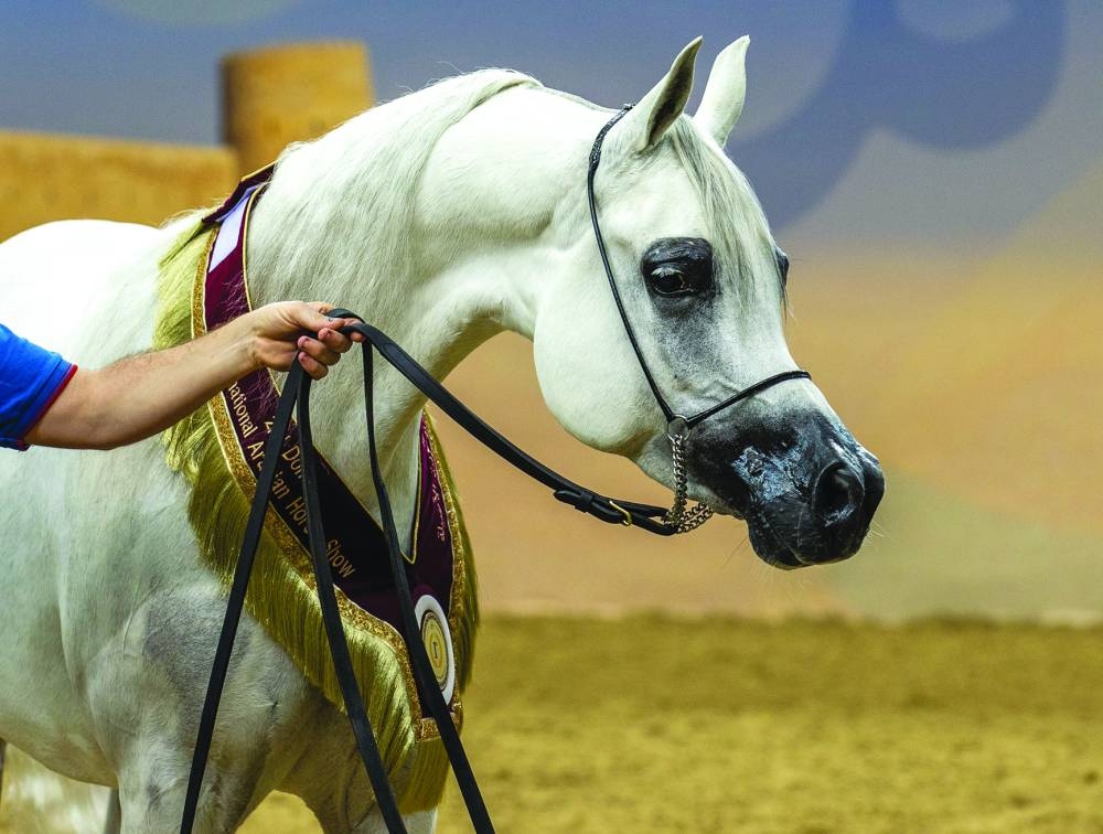 
Majid Nasser al-Kaabi, Director of QREC Horse Shows. 