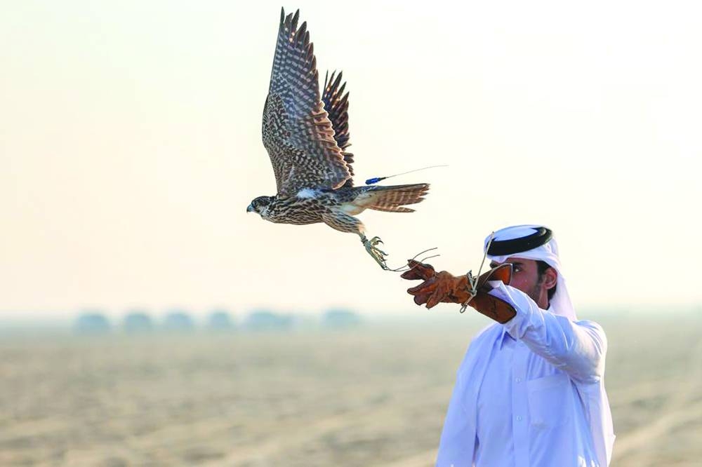 Start of a falcon towards a pilgrine pigeon