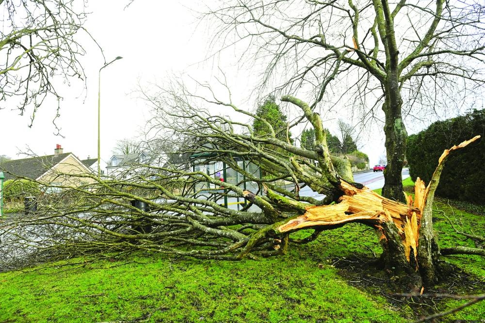 
A fallen tree sits during Storm Isha in Linlithgow, West Lothian, Britain. 