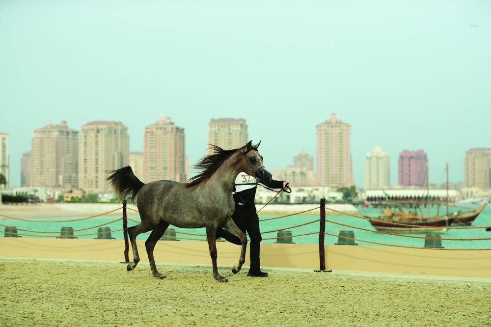 
D Nafayes clinched the gold in the Yearling Fillies Championship (Classes 1A, 1B, 1C) at the Global Champions Arabians Tour in Katara. 