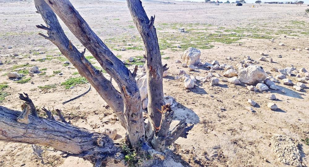 علامات لاحتطاب احدى الاشجار البرية