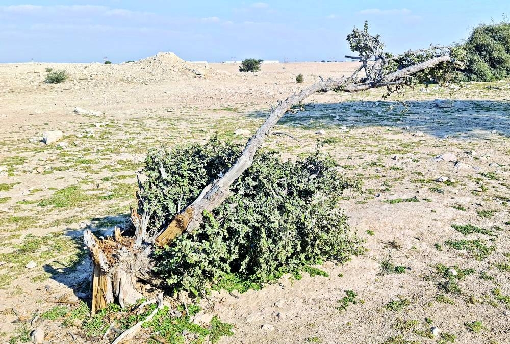 الاحتطاب يسبب بتدمير الأشجار البرية